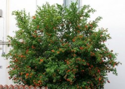 Punica granatum Pleniflora / Dísz gránátalma